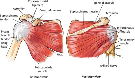 STABILITY OF SHOULDER JOINT – Proactive Physio Knowledge