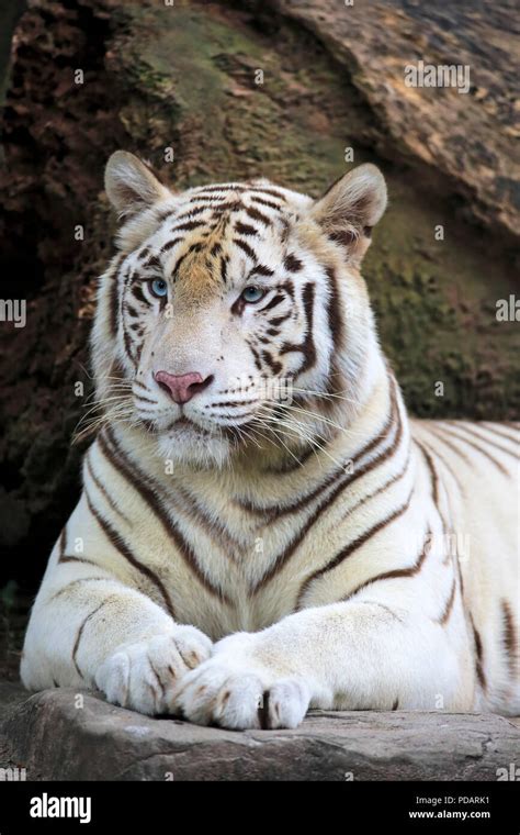 Indian Tiger White Form, White tiger, Bengal tiger, adult resting ...