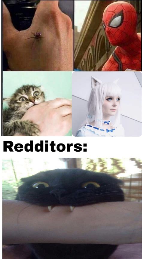 Anime cat : r/memes