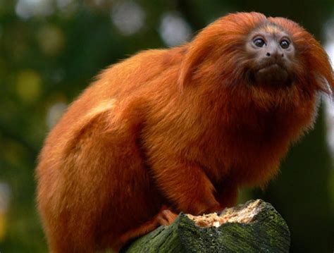 Golden Lion Tamarin | The Biggest Animals Kingdom