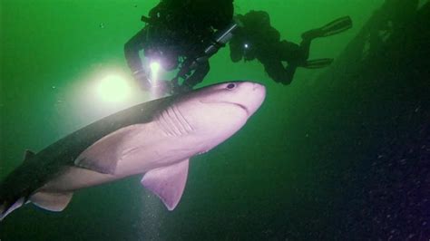 Vancouver Island scuba divers spot sixgill shark in rare shallow-water sighting