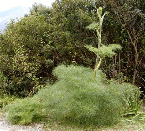 Ferula communis at Digging Dog Nursery