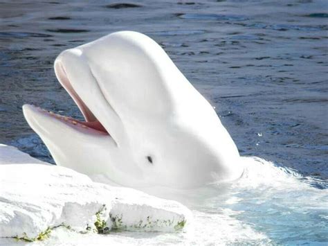 Ballena blanca | Beluga whale, White whale, Whale