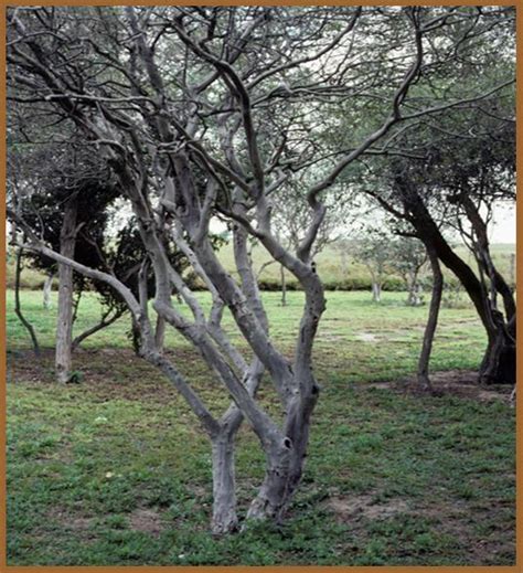 Texas Persimmon(Diospyros texana) | Alamo Area Chapter