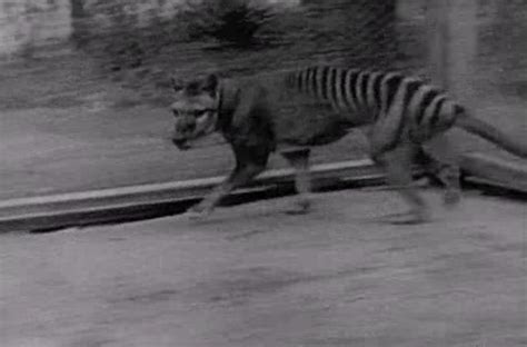 Thylacine filmed in Hobart Zoo – O N C A