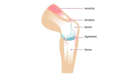 Pin on Ligament