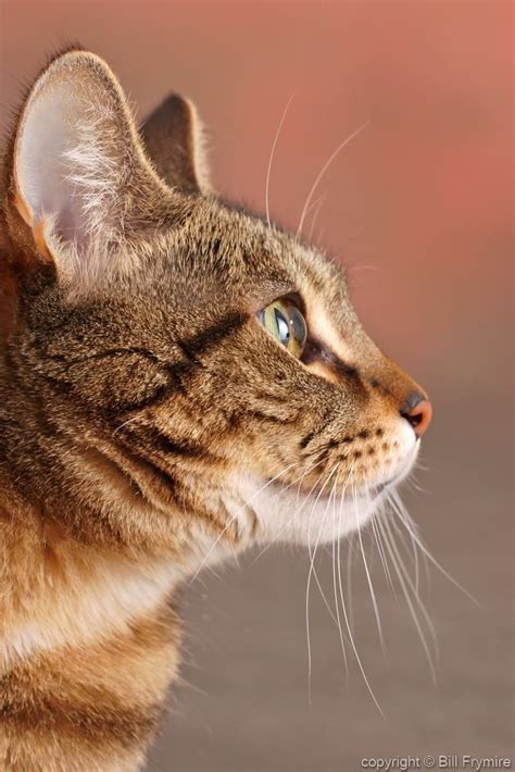 Tabby cat in profile | Cats | Cats, Cat profile, Cat reference