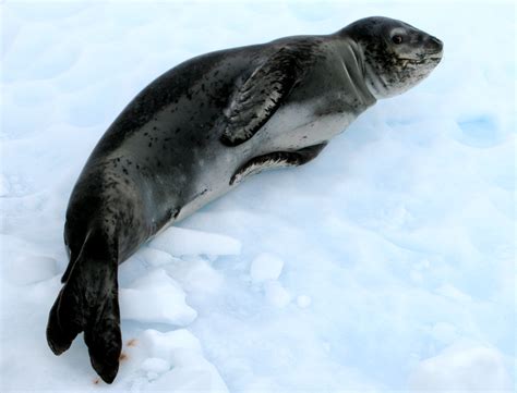 File:Leopard seal (Hydrurga leptonyx).jpg - Wikimedia Commons