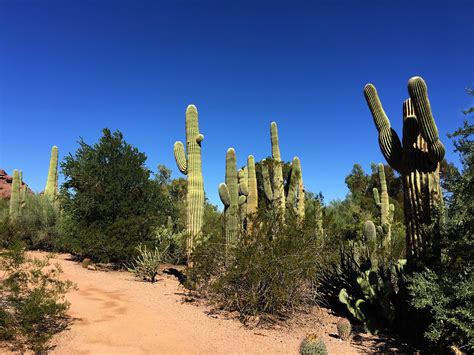 Desert Botanical Garden on Behance