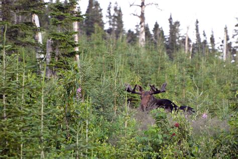 Vacances Haute-Gaspésie | Gaspésie National Park and Wildlife Reserve