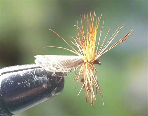 Passion Vine Hopper (3) | Silvereye Flies & Tackle