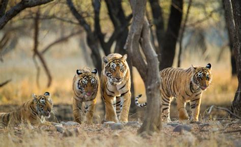 Ranthambore National Park Special Wildlife Tour Packages