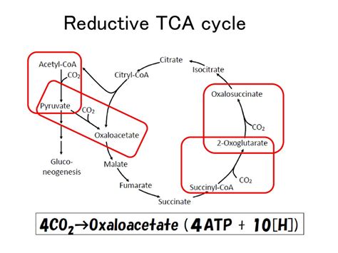 Masaharu Ishii Carboxylation Enzymes Journal Club in the Laboratory ...