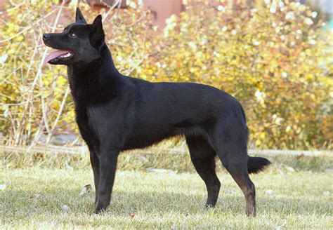 Australian Kelpie