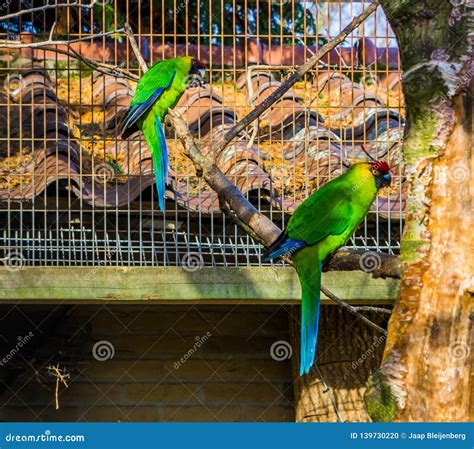 Two Horned Parakeets Sitting on a Tree Branch in the Aviary, Parrots from New Caledonia ...