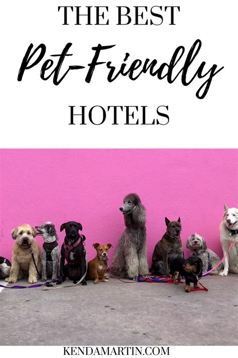 THE BEST PET-FRIENDLY HOTELS | Pet friendly hotels, Dog pet beds, Pets