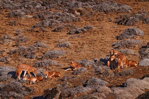 O Lobo-etiópico Canis Simensis Pack Na Natureza. Serras De Fardo Np Na Etiópia. Animal Endêmico ...