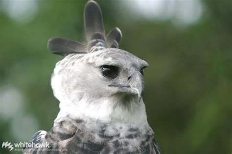 Size of Harpy Eagle | Rainforest Top Predator | Whitehawk Birding Blog