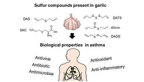 IJMS | Free Full-Text | Role of Sulfur Compounds in Garlic as Potential Therapeutic Option for ...