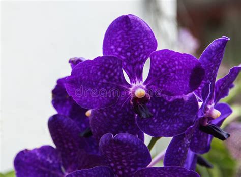 A dark purple orchid. stock photo. Image of orchid, asia - 101575838