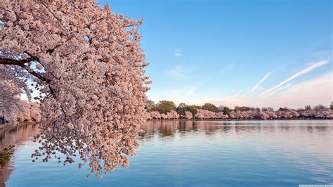 DC Cherry Blossom Desktop Wallpapers - Top Free DC Cherry Blossom ...