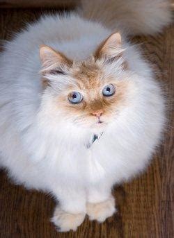 Understanding Himalayan Cat Colors | LoveToKnow Pets