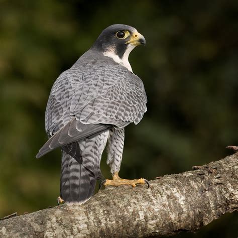 Recovery Efforts Give Peregrine Falcon Wings - Corridor Appalachien