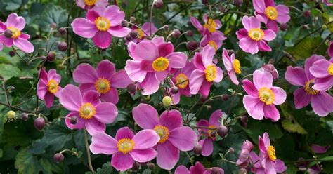 How to Grow and Care for Japanese Anemone Flowers