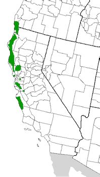 Where Is the Redwood Forest? - Location, Facts & History | Study.com