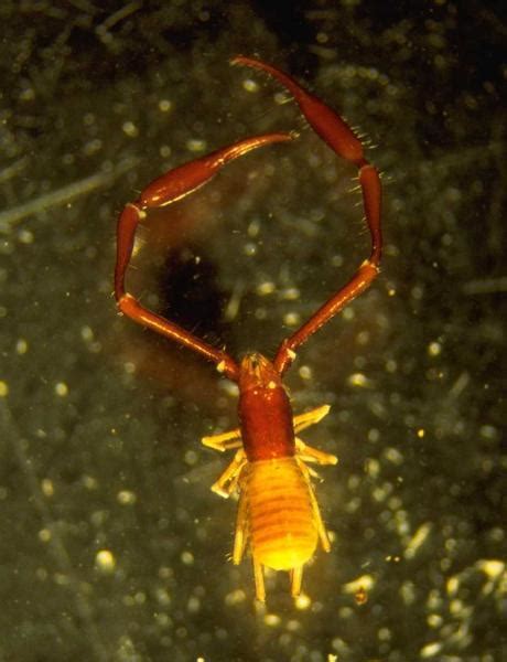 New pseudoscorpion species discovered in Glenwood Caverns – The Denver Post