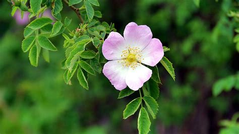 4K Free download | Pink White Dog Rose Flower Petals Green Leaves Tree Branches In Blur ...