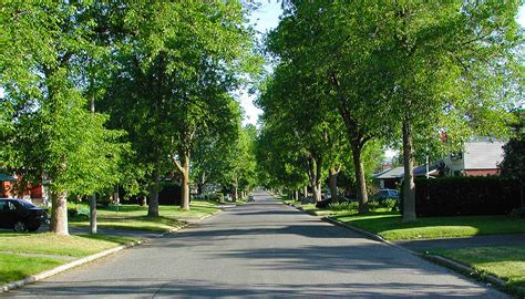 Garden City, Long Island, to Chop Down 1,000 Trees Due to Infestation – La Voce di New York