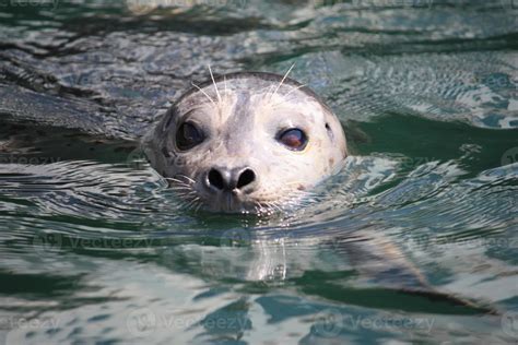 A harbour seal swimming 10450280 Stock Photo at Vecteezy