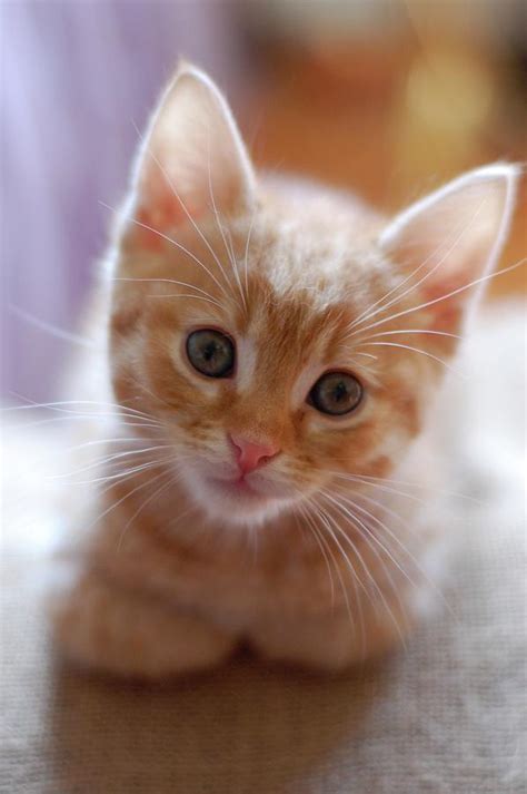 Orange Tabby Kitten by Photo By Laurie Cinotto