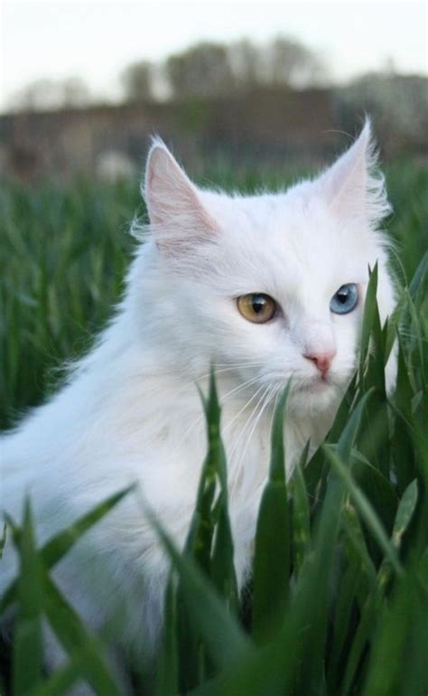 🍃🌹🍃 | Angora cats, Beautiful cats, Cute cats