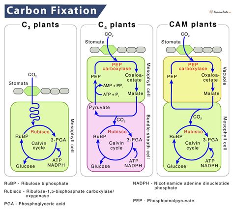 Carbon Fixation Diagram