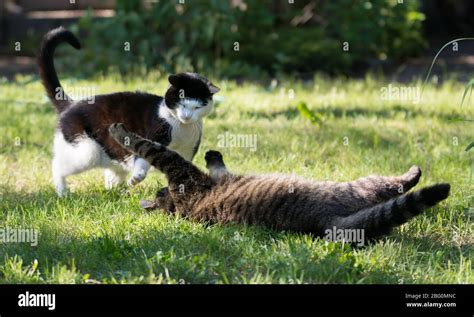 Two cats fighting hi-res stock photography and images - Alamy