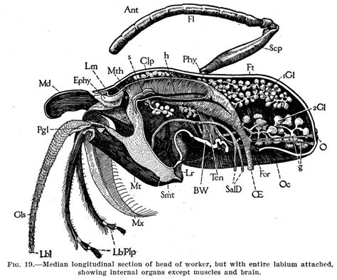 42 best Ant Anatomy images on Pinterest | Ant, Ants and Anatomy