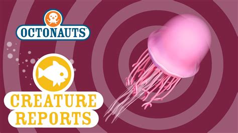 Octonauts: Creature Reports - Jellyfish - YouTube