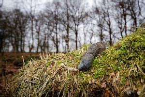 Garden Animal Poo Identification (with images) - Practical Home UK