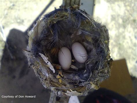 How to Find a Hummingbird Nest.