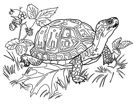 Turtle Coloring Pages Printable Realistic Coloring Pages