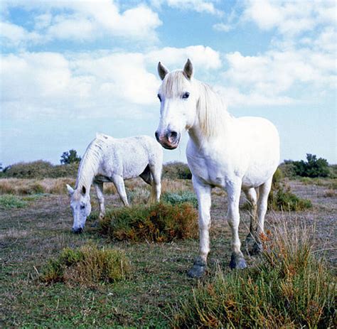 Camargue Horse Info, Origin, History, Pictures