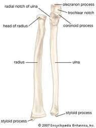 Ulnar Styloid