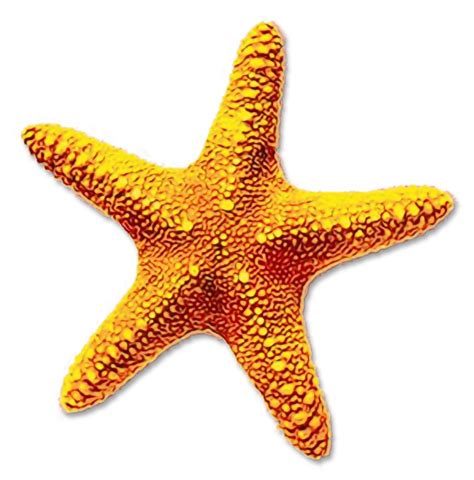 Portable Network Graphics Clip art Starfish Image Transparency - png download - 1577*1600 - Free ...