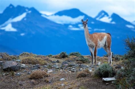 Uruguay in Photos | Torres del Paine National Park, Chile | Torres del ...