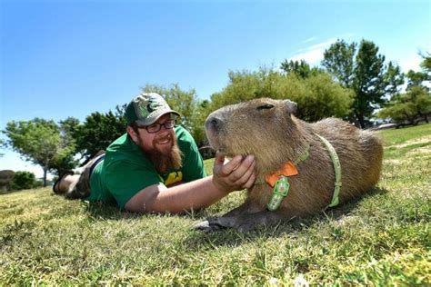 Capybaras As Pets - Everything You Need To Know