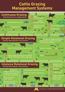 Cattle grazing systems poster thumbnail | Grazing management, Cattle, Cattle ranching