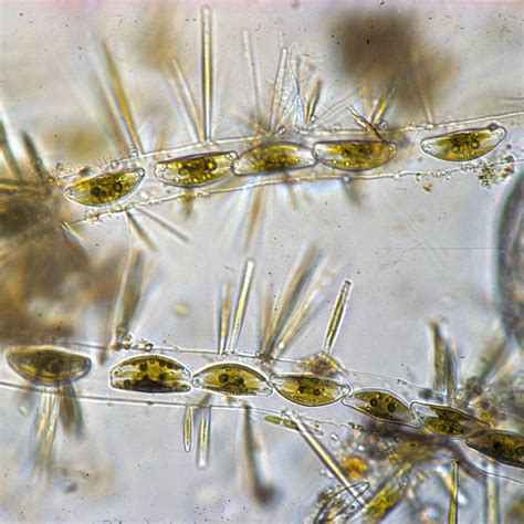 Epiphytic | Glossary - Diatoms of North America