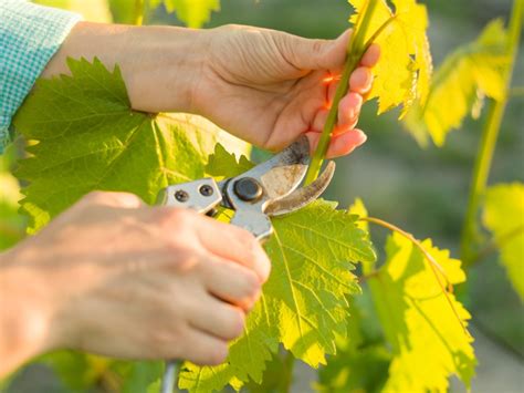 How To Prune Grapes: How To Trim A Grapevine